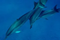Kealakekua Bay Kayak and Snorkel Adventure thumbnail 5