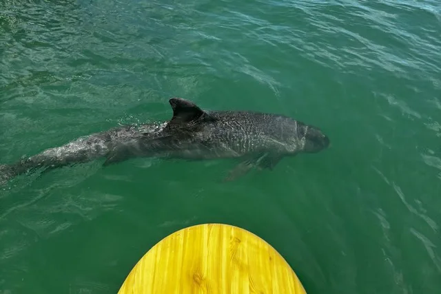 Daytona Beach Kayak Tour with Dolphins and Manatees - Image 5