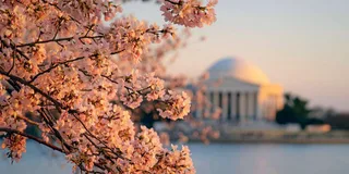 New York to Niagara Falls and D.C. 4-Day Tour