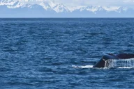Seward Wildlife Cruise in Spring - 4 hr thumbnail 2