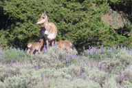 Yellowstone National Park Wildlife Tour from West Yellowstone thumbnail 6