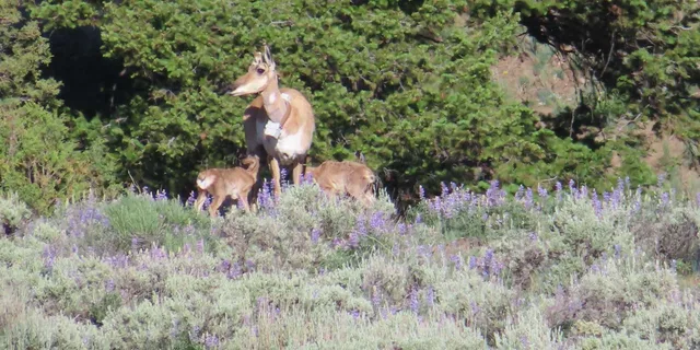 Yellowstone National Park Wildlife Tour from West Yellowstone - Image 6
