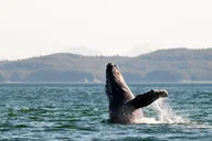 Juneau Whale Watching Tour thumbnail 3