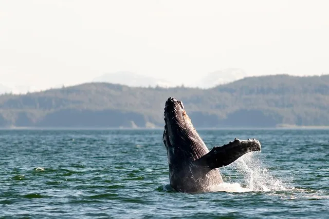 Juneau Whale Watching Tour - Image 3