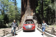 San Francisco Avenue of the Giants Redwoods Day Trip thumbnail 2