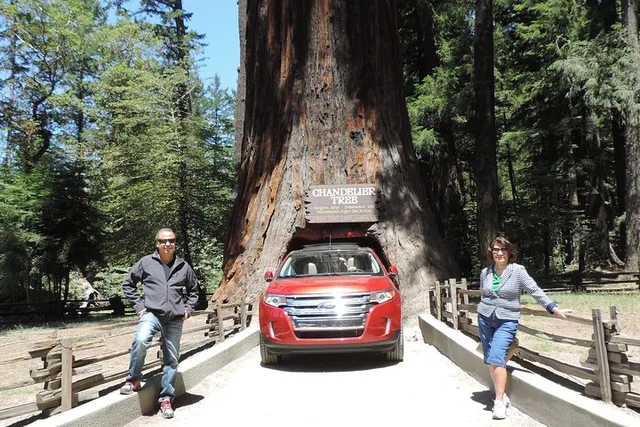 San Francisco Avenue of the Giants Redwoods Day Trip - Image 2