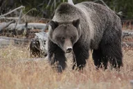 Grand Teton National Park Private Tour thumbnail 1