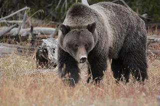 Grand Teton National Park Private Tour