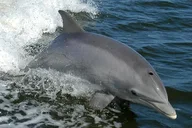 Orange Beach Dolphin Eco Boat Tour 90 Min thumbnail 2