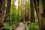 Muir Woods Self-Guided Audio Tour thumbnail 6