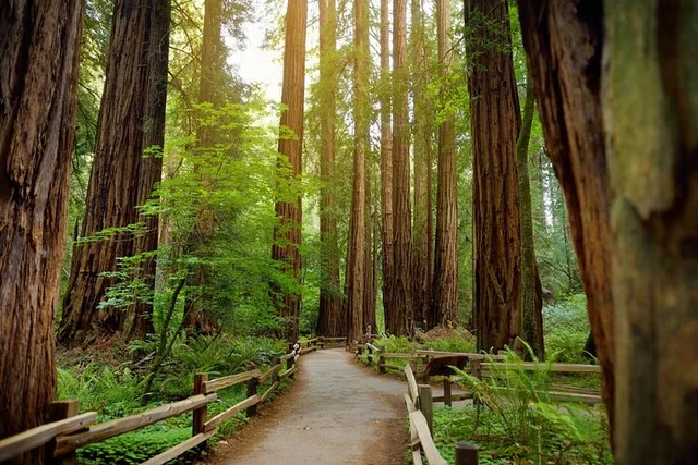 Muir Woods Self-Guided Audio Tour - Image 6