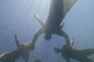 Crystal River Manatee Snorkeling Tour thumbnail 5