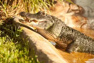 Miami Everglades Airboat and Wildlife Tour thumbnail 5