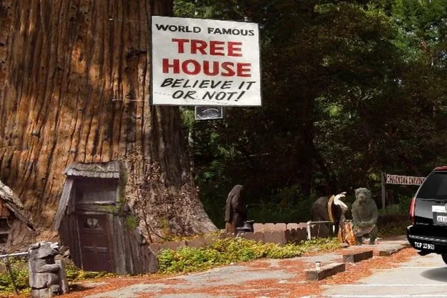 San Francisco Avenue of the Giants Tour - Image 4