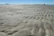 Hilton Head Island Dolphin and Disappearing Island Tour thumbnail 4