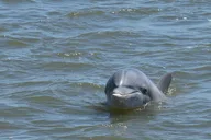 Charleston Dolphin Tour thumbnail 1