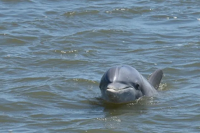 Charleston Dolphin Tour - Image 1