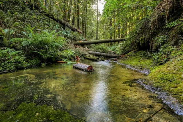 San Francisco Big Sur Private Tour - Image 4