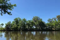 New Orleans City and Swamp Combo Tour thumbnail 4