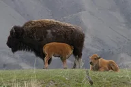 Yellowstone Wildlife Safari in Lamar Valley thumbnail 1