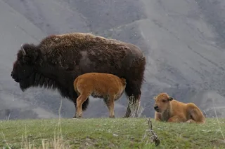 Yellowstone Wildlife Safari in Lamar Valley