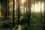 Bainbridge Island Serenity Forest Hike thumbnail 5