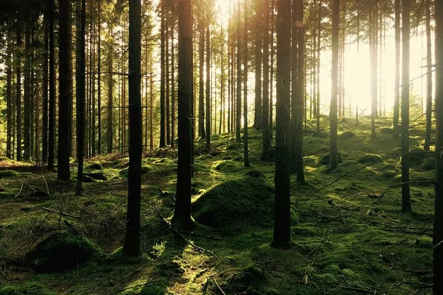 Bainbridge Island Serenity Forest Hike - Image 5