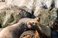 Seward Resurrection Bay Wildlife Cruise 4 hr thumbnail 3