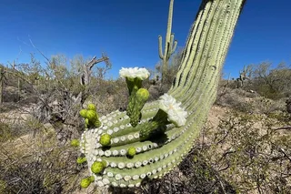 Tucson Guided Hikes in Saguaro National Park