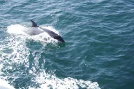 St. Augustine Dolphin Watching Harbor Tour thumbnail 6
