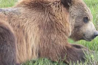 Anchorage Portage Glacier Cruise and Wildlife Explorer thumbnail 3