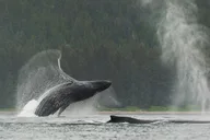 Juneau Kayak Adventure with Whales thumbnail 1