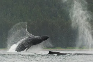 Juneau Kayak Adventure with Whales