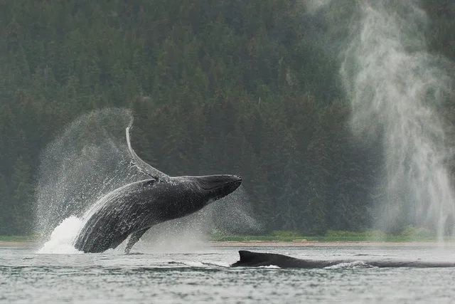 Juneau Kayak Adventure with Whales - Image 1