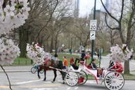 New York Central Park Carriage Tour thumbnail 2