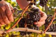 Portland Willamette Valley Wine Tour thumbnail 6