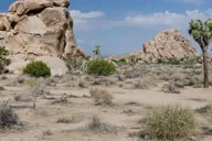 Los Angeles Joshua Tree National Park Private Tour thumbnail 6
