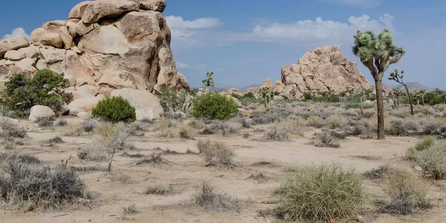 Los Angeles Joshua Tree National Park Private Tour - Image 6