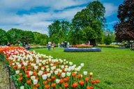 Albany Tulip Festival Day Tour from Boston thumbnail 2