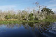 New Orleans Airboat or Pontoon Boat Cruise thumbnail 3