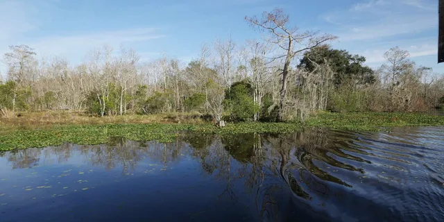 New Orleans Airboat or Pontoon Boat Cruise - Image 3