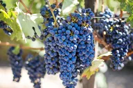 San Francisco Napa Valley Winery Tour thumbnail 1
