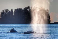 Sitka Whale Watching and Wildlife Tour thumbnail 3