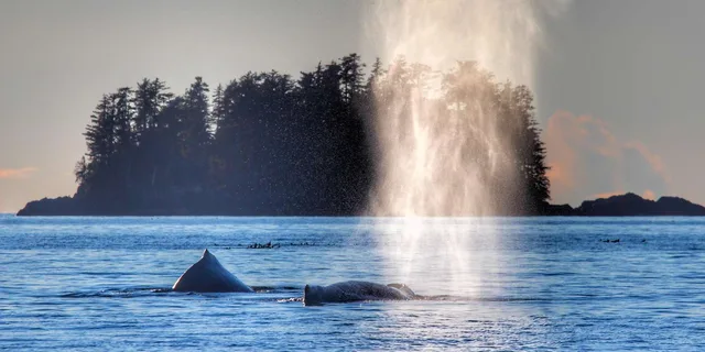 Sitka Whale Watching and Wildlife Tour - Image 3