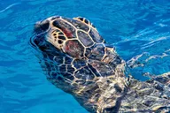 Waikiki Turtle Snorkeling Experience on Nalu thumbnail 4