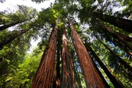 San Francisco Muir Woods Shuttle Tour thumbnail 4