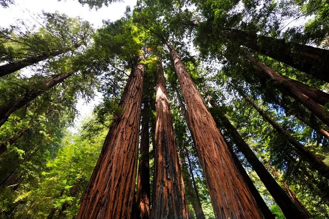 San Francisco Muir Woods Shuttle Tour - Image 4