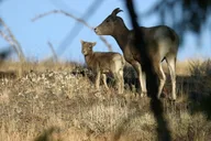 Yellowstone Wildlife Tour in Lamar Valley thumbnail 4