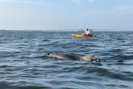Anna Maria Island Kayaking with Dolphins at Sunset thumbnail 4