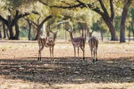 San Antonio Wildlife Safari Drive-Thru thumbnail 4